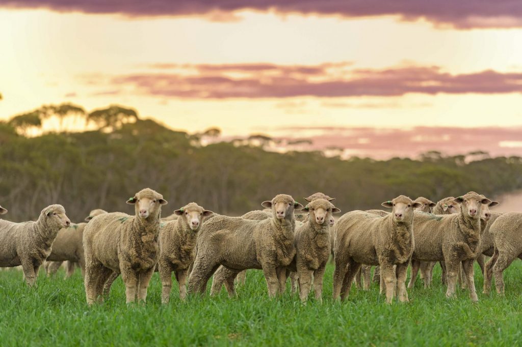 Allen and Jenny Buckley, Boolgun  (Riverland, SA) property